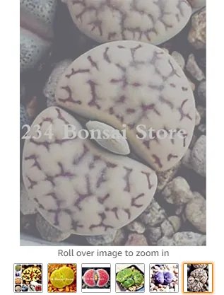 Rare 100pcs Bonsai Lithops Plants Mix Varieties Succulent Plant