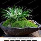 Rare 100PCS Acorus Gramineus Seeds Bonsai Study Office Green Planting