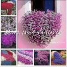 Rare 200 Pcs Creeping Thyme Bonsai Flower Plant Rock CRESS Ground Cover