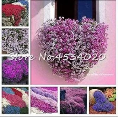 Rare 200 Pcs Creeping Thyme Bonsai Flower Plant Rock CRESS Ground Cover