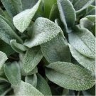 Rare 100PCS Stachys byzantina Seeds Lamb's Ear