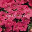 Rare Petunia bonsais Hanging Light Waves Series Multicolor 100pcs
