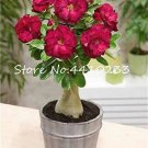 Rare 2 Adenium Obesum, Dark Red 5-Layers 'Da Hongpao'