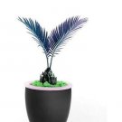 Rare 10 PCS MiNI Blue Sago Cycas Bonsai Revolute Plant Bonsai Seeds
