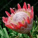 Rare Protea Cynaroides Seeds, Pink Flowers 100 seeds