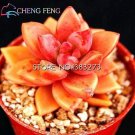 Rare 10pcs Crassula Capitella Thyrsiflora Red Pagoda Succulent Cactus