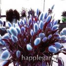 Rare 300 Pcs Rabbit Tails Grass Bonsai Colorful Fescue Bonsai Ornamental Grasses