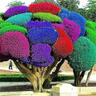 Rare 50 pcs Rainbow Pine Tree Plants Japanese Bonsai Perennial Pinus