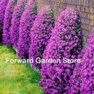 Rare 100 Pcs Aubrieta Cascade Bonsai Purple Flower Plants Superb Perennial Ground Cover