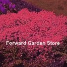 Rare 100 Pcs Aubrieta Cascade Bonsai Purple Flower Plants Superb Perennial Ground Cover