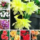 Rare 100PCS Begonia Bonsai Seeds Mixed Red White Orange Purple Orange Yellow