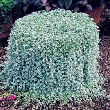 Rare 200 Dichondra Repens Silver Falls Emerald Falls Ground Cover Bonsai