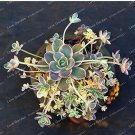 Rare New Bonsai Green Orostachys Boehmeri Flower Pots Planters 100 seeds