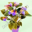 Rare Anthurium Andraeanu Bonai Plant Colorful 100 flower seeds