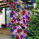 Rare 100 Clematis Bonsai Clematis Montana Mayleen Garden