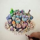 Rare 100 Pcs Beauty Mixed Mini Lithops Bonsai Plants