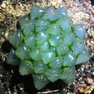 Rare 50 pcs Fresh Real Haworthia cooperi Baker Plant