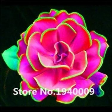 Rare Bonsai 100 Pcs Rainbow Succulent Bonsai Seedling Perennial
