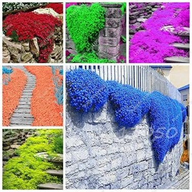 Rare 200 Rainbow Creeping Thyme Plants Blue Rock CRESS Plants