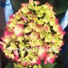 Rare 100 Pcs Bonsai Garden Hydrangea Flowers Perennial Little Tree Flower