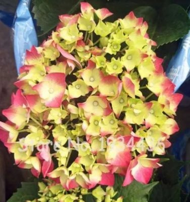 Rare 100 Pcs Bonsai Garden Hydrangea Flowers Perennial Little Tree Flower