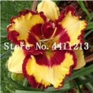 Rare 50 Pcs Hybrid Mix Yellow Daylily Flowers Plants