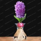 Rare 1 pcs Light Purple Hyacinth Bulb