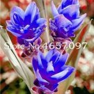 Rare 200 pcs Blue Curcuma Bonsai Flower Seeds