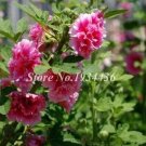 Rare 200 Pcs Miniature Hollyhock Flower Bonsai Plant