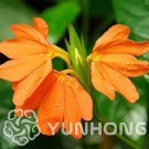 Rare 100Pcs A Pack Rare Crossandra Infundibuliformis Grow lings Bonsai