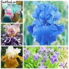 Rare 200 Pcs Blue Iris Plant Bearded Iris Flower Flores Rare Bonsai Plant