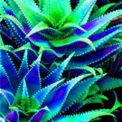 Rare 500 pcs Charming Aloe Mix Excellent Houseplants Succulent