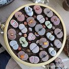 Rare 100 Pcs Beauty Mixed Mini Lithops Bonsai Plants Cactus Bonsai Plants