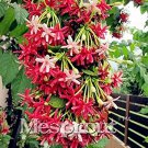 Rare 50 PCS French Provence Quisqualis Bonsai Fragrant Organic Quisqualis