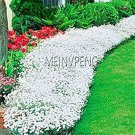 Rare 100 pcs/Bag Creeping Thyme Bonsai or white -Color Rock CRESS