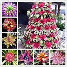 Rare 200 pcs Rare Mini Bonsai Bromeliad palnts, Exotic Plant Bonsai Flower