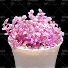 Rare 100 pcs Rouge Cloud Succulents Bonsai Plants Pink Flower Perennial