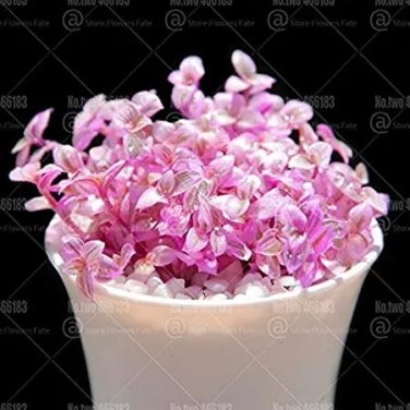 Rare 100 pcs Rouge Cloud Succulents Bonsai Plants Pink Flower Perennial