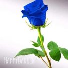 Rare Blue Rose Fragrant Gardens Flowering Plants Strong 150 seeds