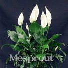 Rare 100 pcs/Bag,Spathiphyllum Bonsai, Potted Balcony
