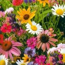Rare 400 Wildflower Seeds Perennial long-lived