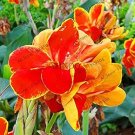 Rare 106 Canna Bonsai, DIY Potted Plants, Indoor/Outdoor Pot Garden Germination