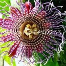 Rare 20 Pcs Seed Passion Flower,Passiflora Incarnata Certified Pure Live