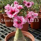 Rare Genuine Desert Rose Bonsai 1 pcs Adenium Obesum Flower