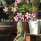 Rare Genuine Desert Rose Bonsai 1 pcs Adenium Obesum Flower