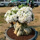 Rare 100% 1 pcs True White Desert Rose Bonsai Ornamental Plant Balcony