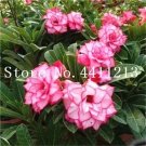 Rare Genuine Desert Rose Bonsai 1 pcs Adenium Obesum Flower