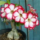 Rare Genuine Desert Rose Bonsai 1 pcs Adenium Obesum Flower