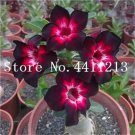 Rare Genuine Desert Rose Bonsai 1 pcs Adenium Obesum Flower