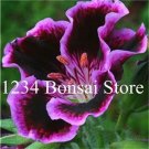 Rare 100 pcs Gloxinia Plant,Bonsai Sinningia Gloxinia Flower Plant